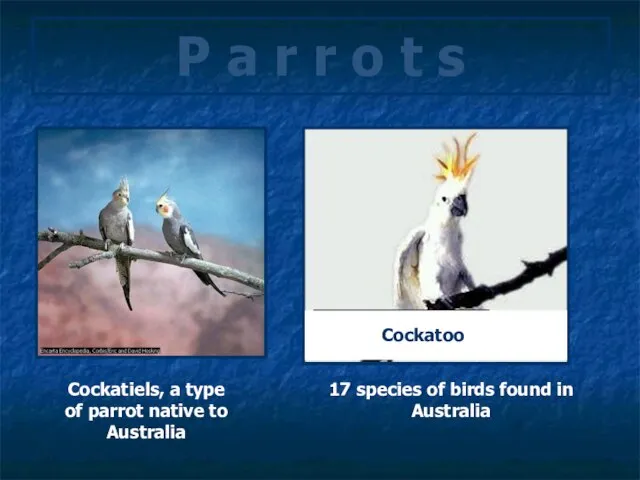 P a r r o t s Cockatiels, a type of parrot