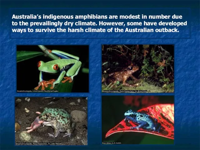 Australia’s indigenous amphibians are modest in number due to the prevailingly dry