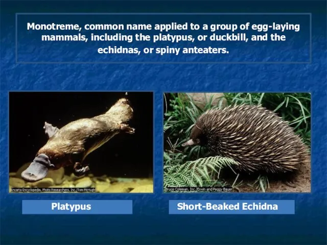 Monotreme, common name applied to a group of egg-laying mammals, including the