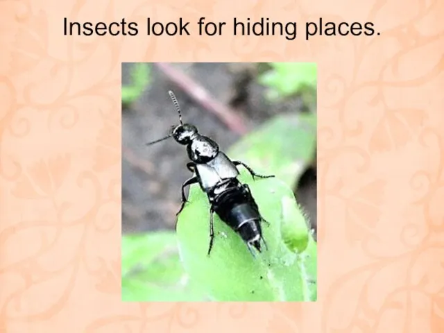 Insects look for hiding places.