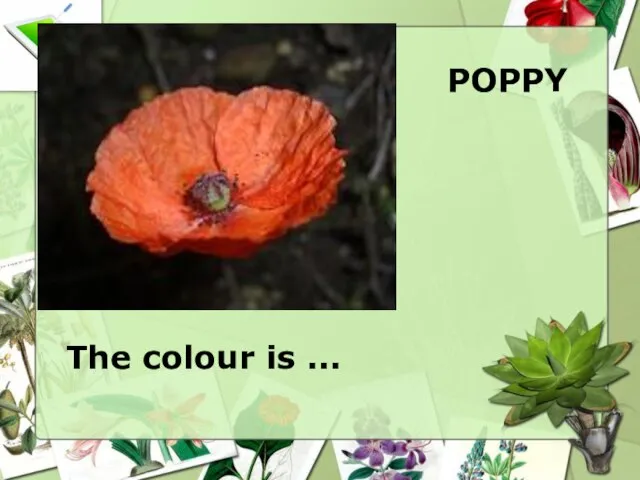 POPPY The colour is ...