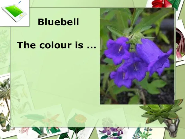 Bluebell The colour is ...
