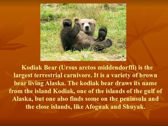 Kodiak Bear (Ursus arctos middendorffi) is the largest terrestrial carnivore. It is