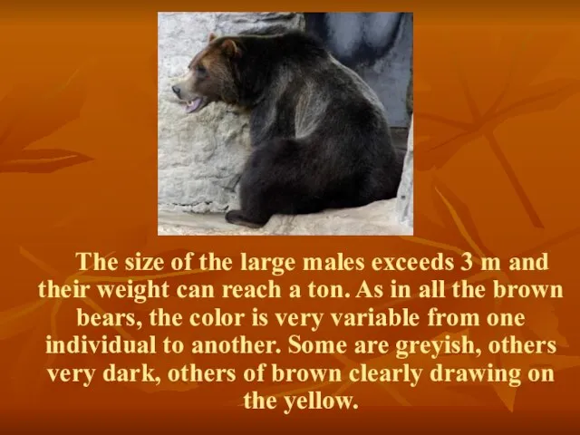 The size of the large males exceeds 3 m and their weight