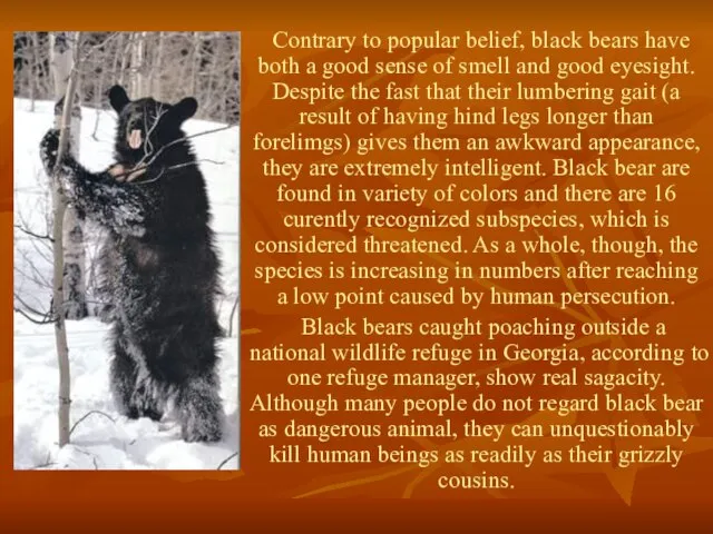 Contrary to popular belief, black bears have both a good sense of
