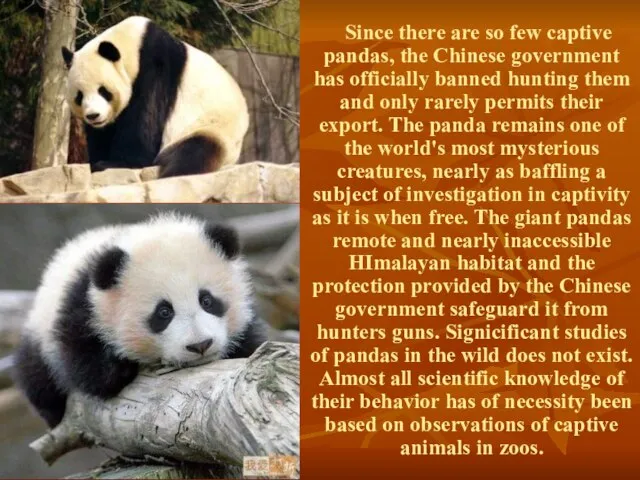 Since there are so few captive pandas, the Chinese government has officially