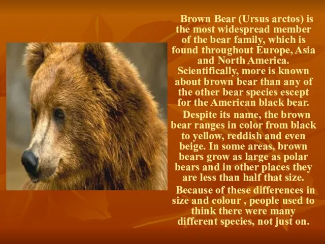 Brown Bear (Ursus arctos) is the most widespread member of the bear