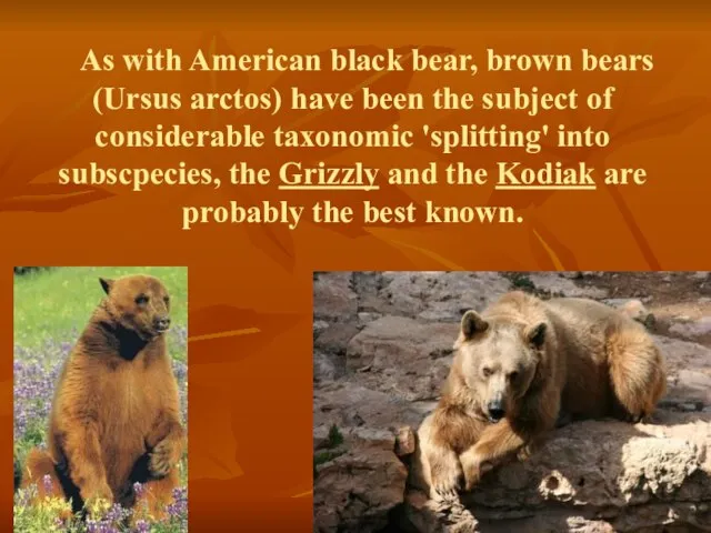 As with American black bear, brown bears (Ursus arctos) have been the