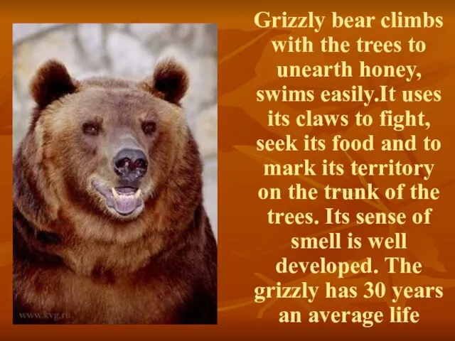 Grizzly bear climbs with the trees to unearth honey, swims easily.It uses