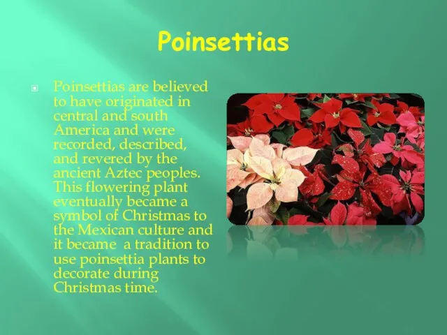 Poinsettias Poinsettias are believed to have originated in central and south America