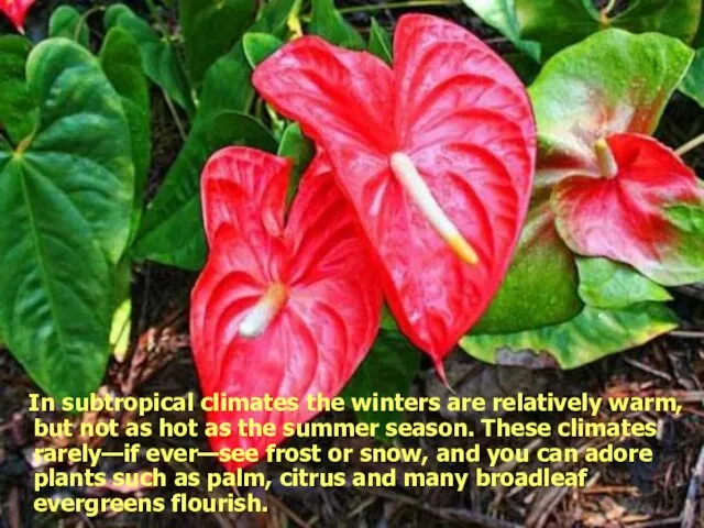 In subtropical climates the winters are relatively warm, but not as hot