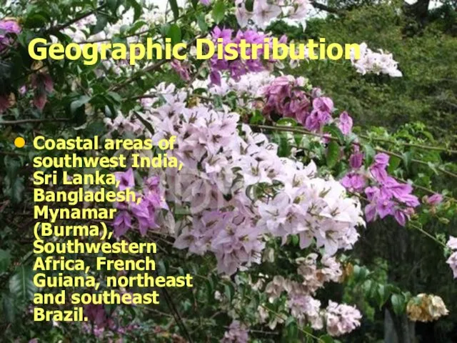 Geographic Distribution Coastal areas of southwest India, Sri Lanka, Bangladesh, Mynamar (Burma),