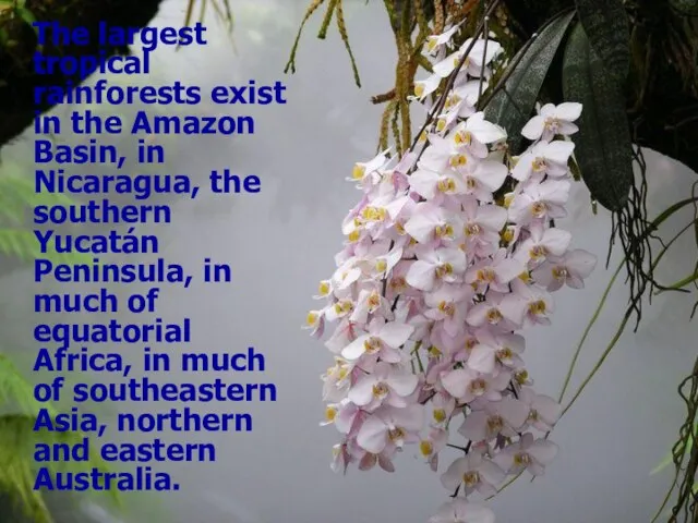 The largest tropical rainforests exist in the Amazon Basin, in Nicaragua, the