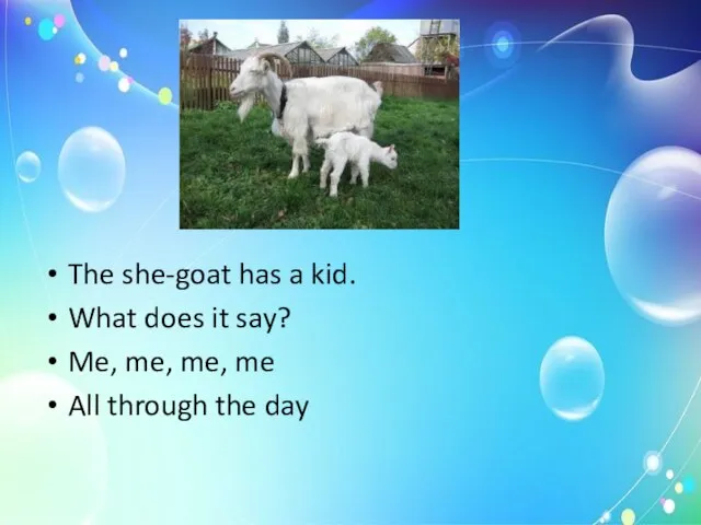 The she-goat has a kid. What does it say? Me, me, me,