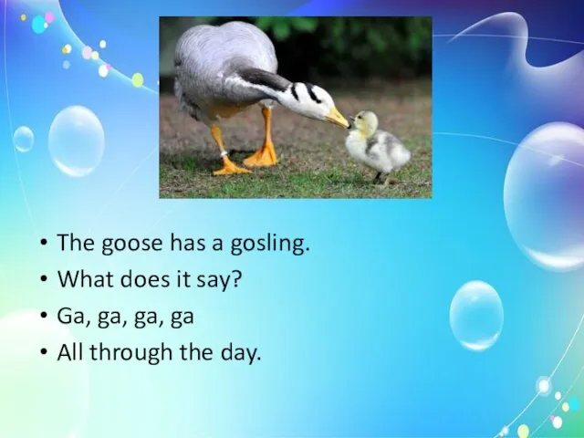The goose has a gosling. What does it say? Ga, ga, ga,