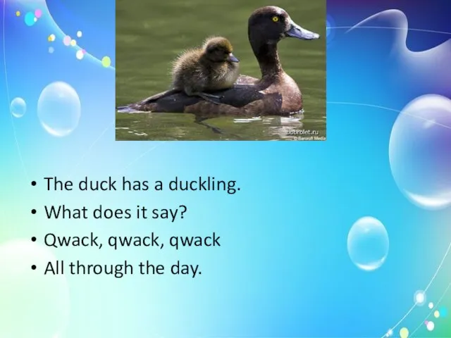 The duck has a duckling. What does it say? Qwack, qwack, qwack All through the day.