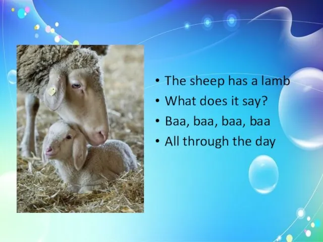 The sheep has a lamb What does it say? Baa, baa, baa,