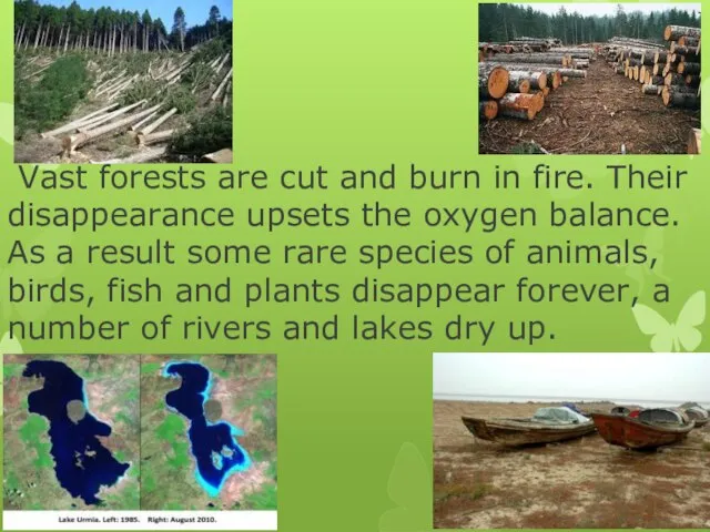 Vast forests are cut and burn in fire. Their disappearance upsets the