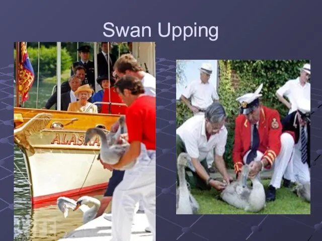 Swan Upping