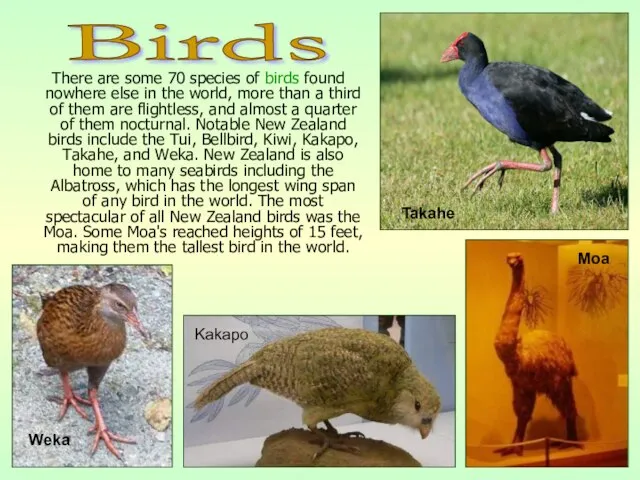 There are some 70 species of birds found nowhere else in the