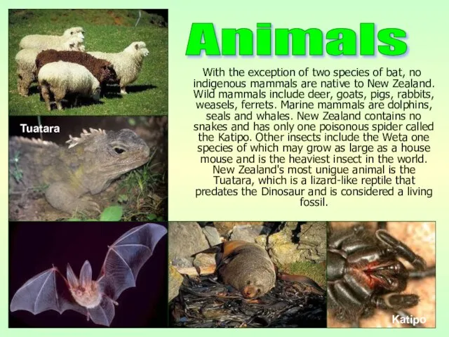 With the exception of two species of bat, no indigenous mammals are