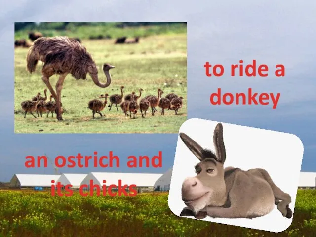 to ride a donkey an ostrich and its chicks