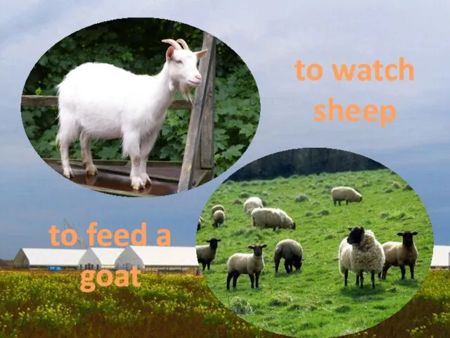 to watch sheep to feed a goat