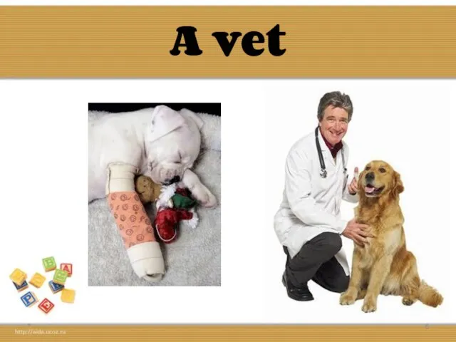 A vet *