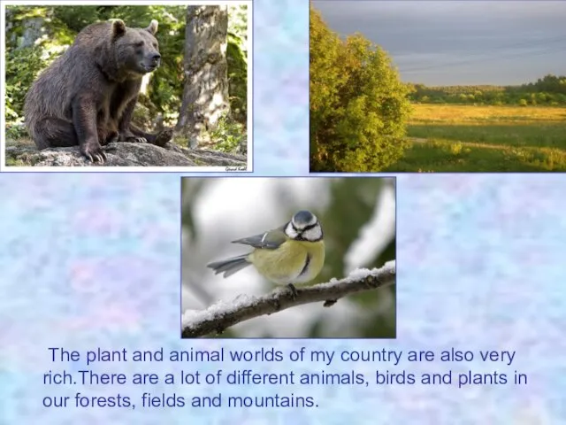 The plant and animal worlds of my country are also very rich.There