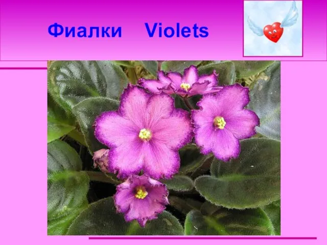 Фиалки Violets