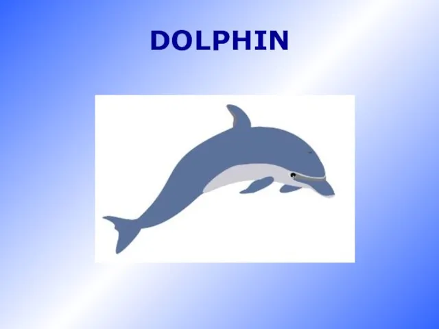 DOLPHIN