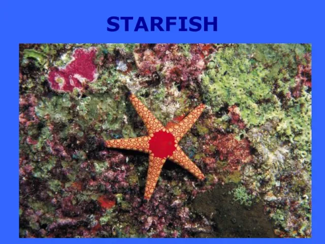 STARFISH