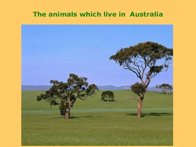 The animals which live in Australia