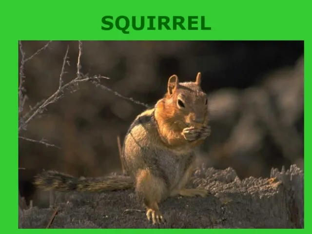 SQUIRREL