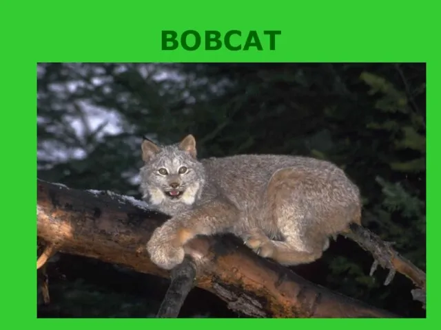 BOBCAT