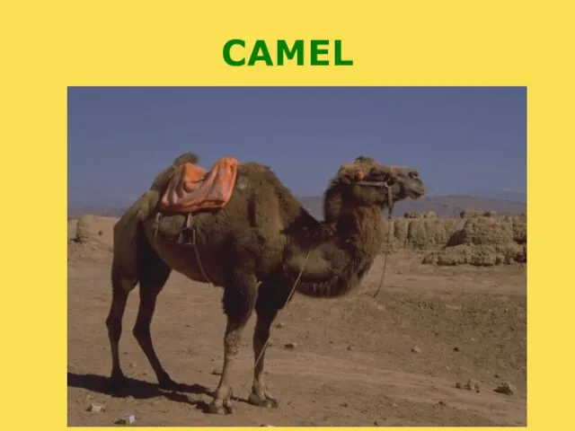 CAMEL