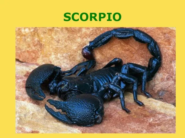 SCORPIO