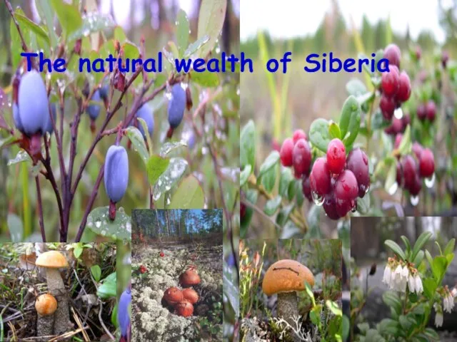 The natural wealth of Siberia