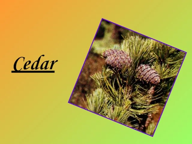 Cedar