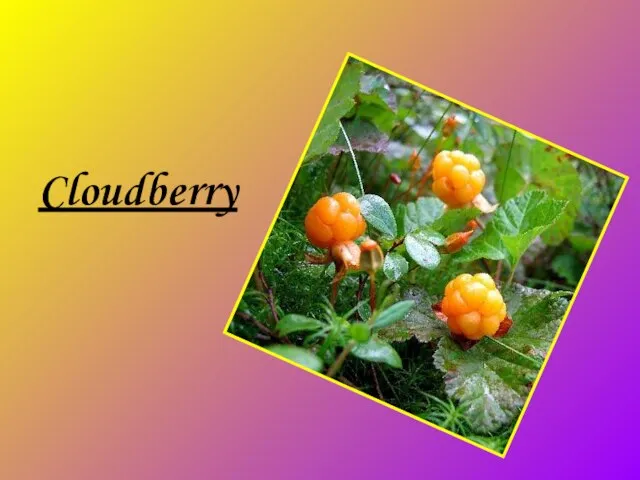 Cloudberry