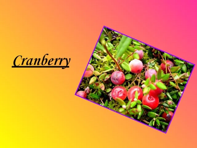 Cranberry