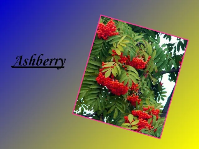 Ashberry