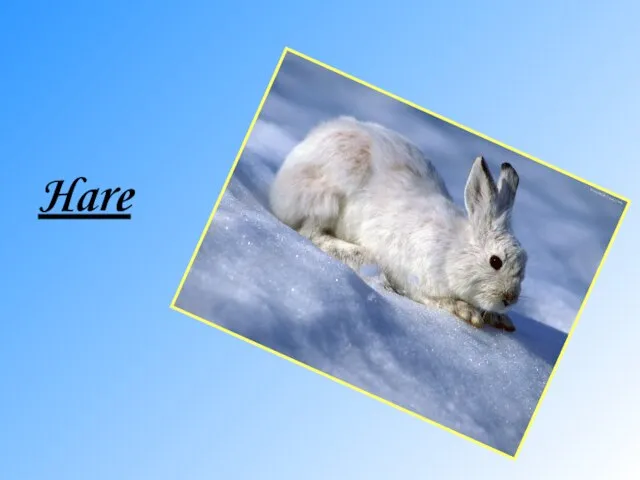 Hare