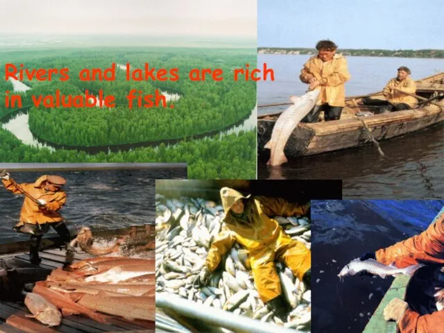 Rivers and lakes are rich in valuable fish.