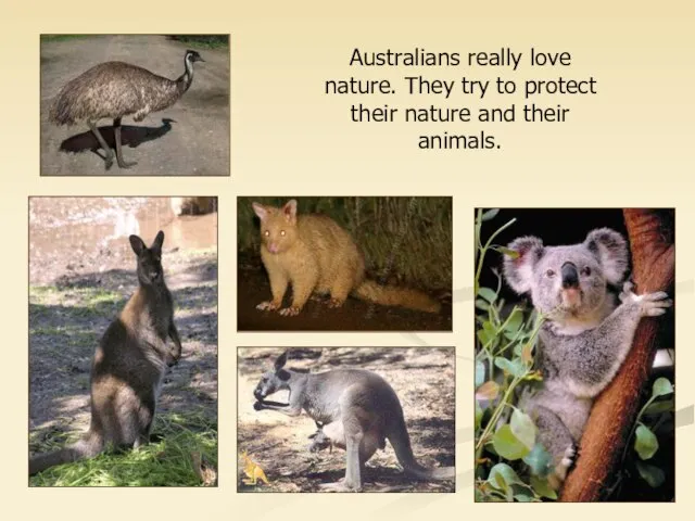 Australians really love nature. They try to protect their nature and their animals.