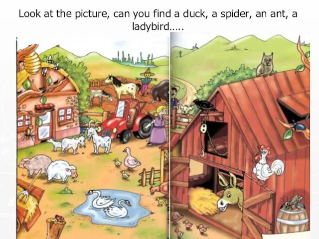 Look at the picture, can you find a duck, a spider, an ant, a ladybird…..