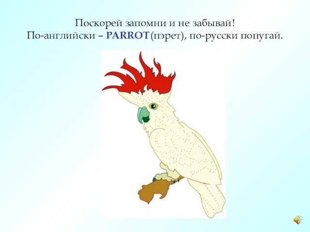 Поскорей запомни и не забывай! По-английски – PARROT(пэрет), по-русски попугай.