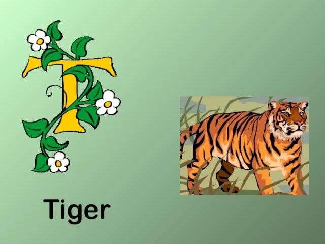 Tiger