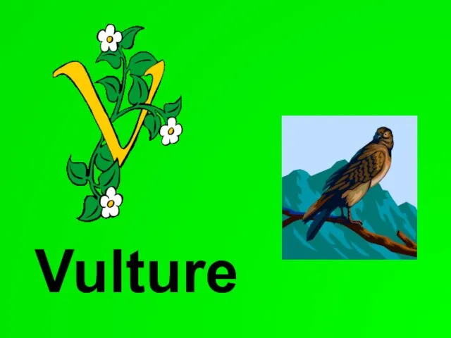 Vulture