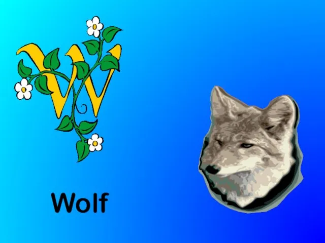 Wolf